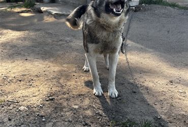 Волк