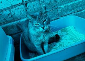 Кошки