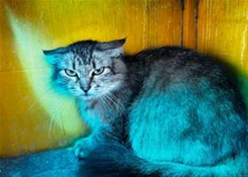 Кошки
