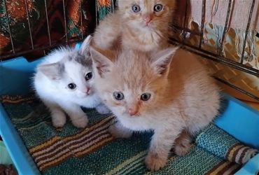 3 котенка